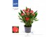 Anthurium andr. million flowers red 