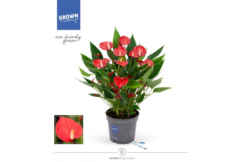 Anthurium andr. million flowers red 