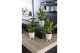 Anthurium andr. million flowers red 