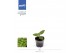 Macodes petola jewel orchid karma emerald 
