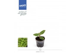 Macodes petola jewel orchid karma emerald