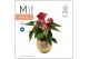 Anthurium andr. karma red Mimesis Anthurium KARMA Picanta - 12cm Brush 