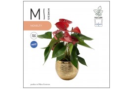 Anthurium andr. karma red Mimesis Anthurium KARMA Picanta - 12cm Brush