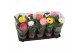 Gerbera belicht mix 1+ blanco hoes 
