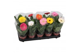 Gerbera belicht mix 1+ blanco hoes
