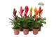 Vriesea mix Classic mix 