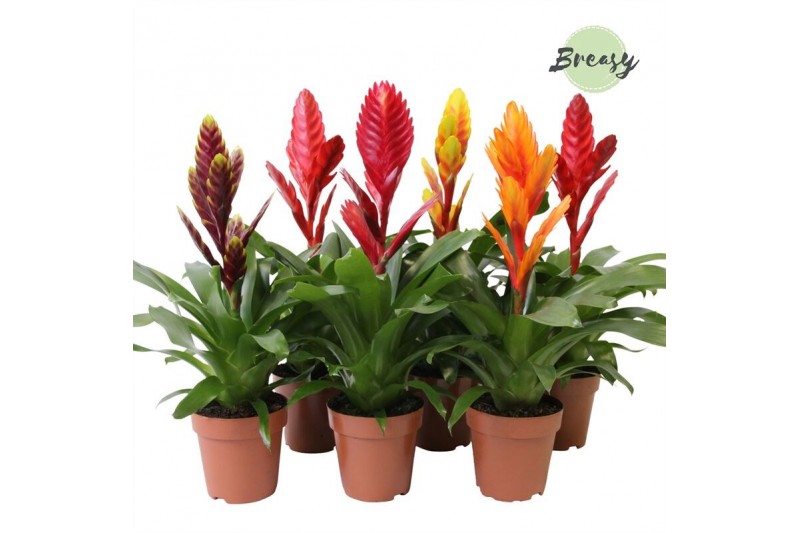 Vriesea mix Classic mix 