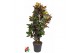 Codiaeum variegata petra vertakt,1 pp 