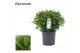 Laurus nobilis Bol zonder stam 50 cm diameter 