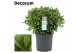 Laurus nobilis Bol zonder stam 50 cm diameter 