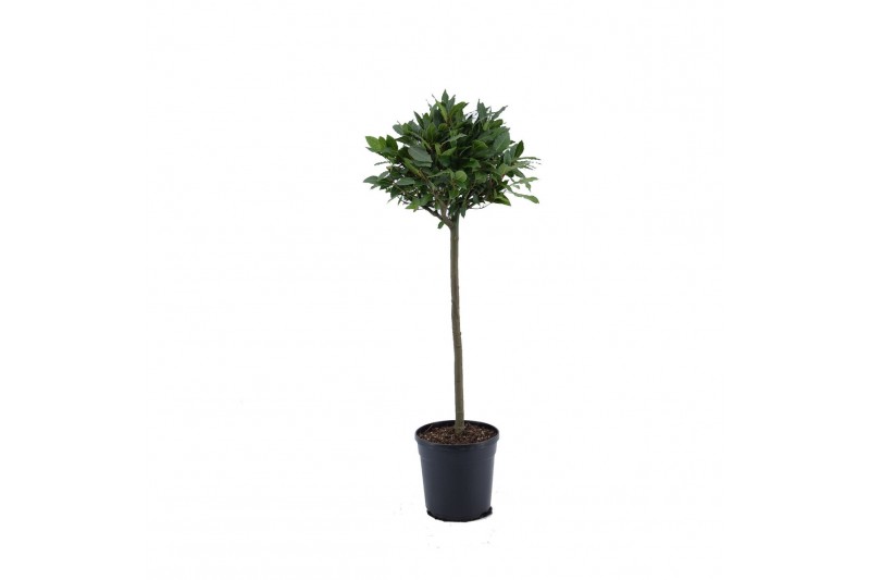 Laurus nobilis Laurus nobilis Bol op stam 5000 gram 30 cm diameter 50  