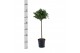 Laurus nobilis Laurus nobilis Bol op stam 5000 gram 30 cm diameter 50  