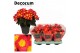 Begonia eliator en. valentino pink decorum 