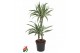 Dracaena fragr. der. white stripe 45-15 