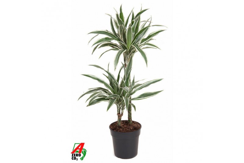Dracaena fragr. der. white stripe 45-15 