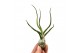Tillandsia bulbosa 101598 x20 