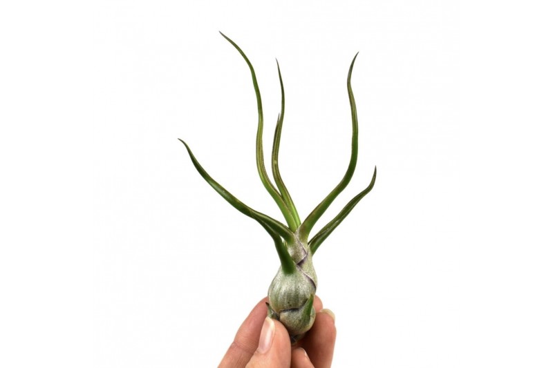 Tillandsia bulbosa 101598 x20 