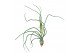 Tillandsia bulbosa 101598 x20 