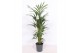 Howea forsteriana 