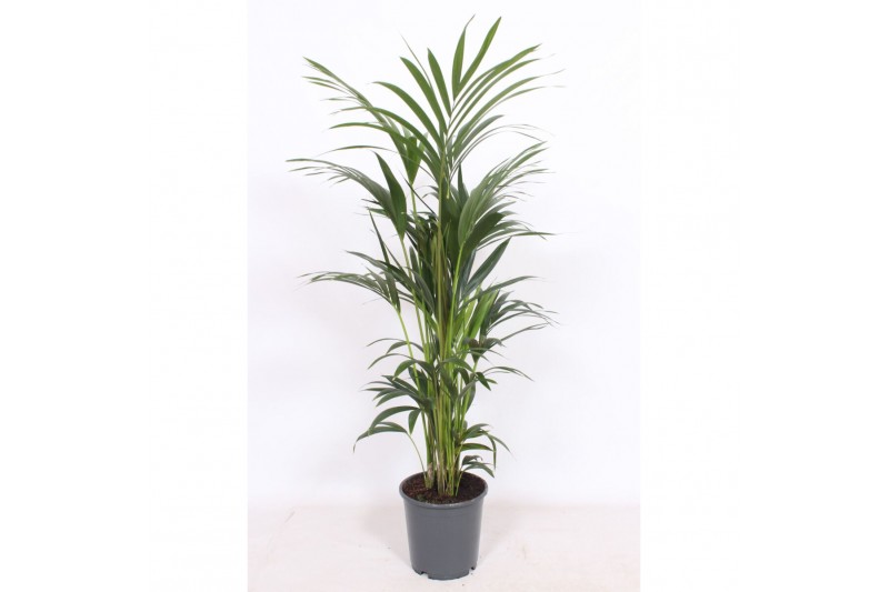 Howea forsteriana 