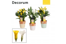 Zantedeschia mix geel/wit in ompot rowan Pasen