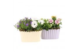 Arrangementen tuinplanten 31556: Outdoor summer arrangement 2 pp
