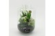 Arrangementen kamerplanten MDCR-2532W Moederdag creatie terrarium 3 pp 