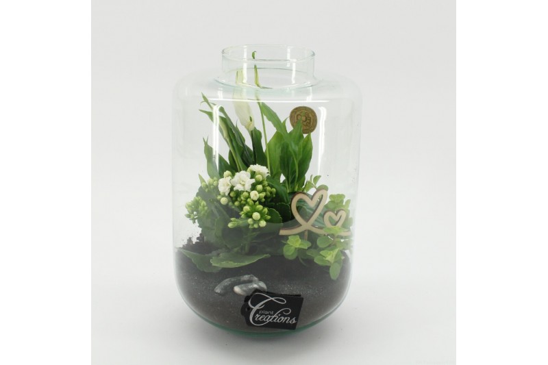 Arrangementen kamerplanten MDCR-2532W Moederdag creatie terrarium 3 pp Arrangementen kamerplanten MDCR-2532W Moederdag creatie terrarium 3 pp