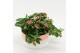 Arrangementen kamerplanten MDCR-2528RZ Moederdag creatie 4 pp 