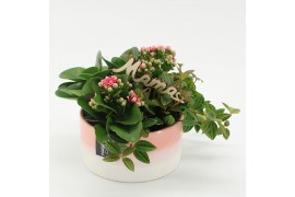 Arrangementen kamerplanten MDCR-2528RZ Moederdag creatie 4 pp