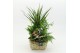Arrangementen kamerplanten MDCR-2534RZ Moederdag creatie 5 pp 
