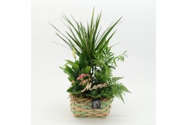 Arrangementen kamerplanten MDCR-2534RZ Moederdag creatie 5 pp