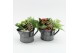 Arrangementen kamerplanten MDCR-2513 Moederdag creatie 2 pp 