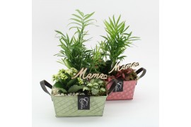 Arrangementen kamerplanten MDCR-2515M Moederdag creatie 3 pp