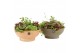 Arrangementen tuinplanten 31472: Outdoor summer arrangement 5 pp 