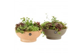 Arrangementen tuinplanten 31472: Outdoor summer arrangement 5 pp