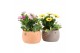 Arrangementen tuinplanten 31613: Outdoor summer arrangement 2 pp 