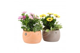 Arrangementen tuinplanten 31613: Outdoor summer arrangement 2 pp