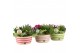 Arrangementen tuinplanten 31602: Outdoor summer arrangement 3 pp 