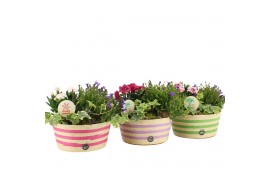 Arrangementen tuinplanten 31602: Outdoor summer arrangement 3 pp