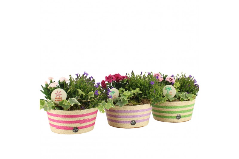 Arrangementen tuinplanten 31602: Outdoor summer arrangement 3 pp Arrangementen tuinplanten 31602: Outdoor summer arrangement 3 pp