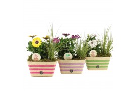 Arrangementen tuinplanten 31599: Outdoor summer arrangement 2 pp