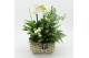Phalaenopsis PHALMD-2513W Phalaenopsis Moederdag 5 pp 