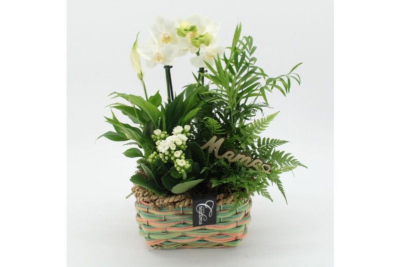 Phalaenopsis PHALMD-2513W Phalaenopsis Moederdag 5 pp Phalaenopsis PHALMD-2513W Phalaenopsis Moederdag 5 pp