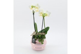 Phalaenopsis PHALMD-2525W Phalaenopsis Moederdag 2 pp
