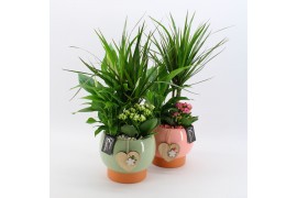 Arrangementen kamerplanten MDCR-2502M Moederdag creatie 3 pp