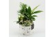 Arrangementen kamerplanten MDCR-2542W Moederdag creatie 4 pp 