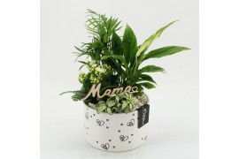 Arrangementen kamerplanten MDCR-2542W Moederdag creatie 4 pp