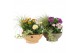 Arrangementen tuinplanten 31470: Outdoor summer arrangement 4 pp 