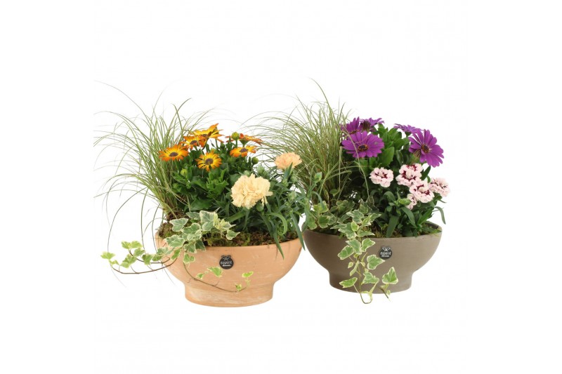 Arrangementen tuinplanten 31470: Outdoor summer arrangement 4 pp Arrangementen tuinplanten 31470: Outdoor summer arrangement 4 pp